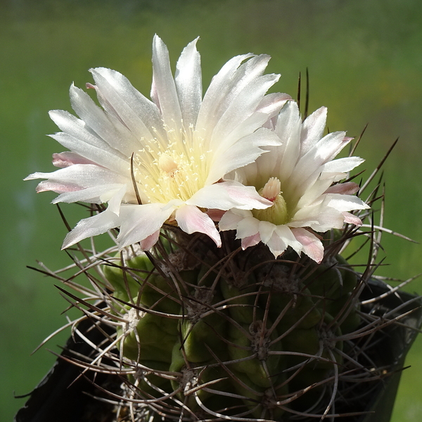 DSC09225Pyrrhocactus hankeanus nr1