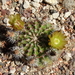 DSC09345Echinocereus viridiflorus