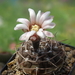 DSC09379Gymnocalycium riojense