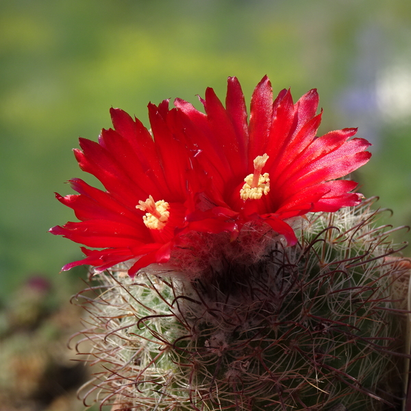 DSC09381Parodia sanguiniflora TB445.2