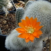 DSC09382Rebutia minuscula