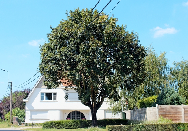 L48_IMG_8526_vvk-apen_onderweg_wit-huis&BooM