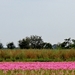Q50_IMG_0746_2024-09-22_vvk-Apen_Grenslandrit_pink-bloem-veld