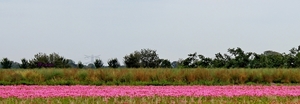 Q50_IMG_0746_2024-09-22_vvk-Apen_Grenslandrit_pink-bloem-veld