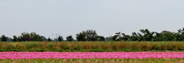 Q50_IMG_0746_2024-09-22_vvk-Apen_Grenslandrit_pink-bloem-veld
