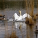Knobbelzwaan 04 en Canadese gans 07 (AC)