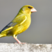 image00002