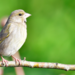 image00003