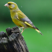 image00004
