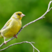 image00005