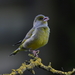 image00006