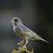 image00007