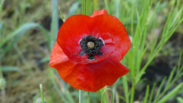 Grote klaproos 01
