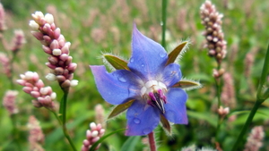Bernagie 01