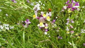 Bonte leeuwenbek 01