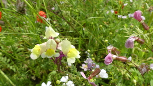 Bonte leeuwenbek 02