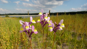 Bonte leeuwenbek 03