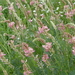 Esparcette 03