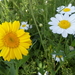 Ganzenbloem 02 (Gele -)
