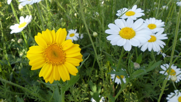 Ganzenbloem 02 (Gele -)