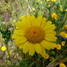 Ganzenbloem 01 (Gele -)