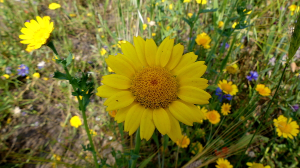 Ganzenbloem 01 (Gele -)