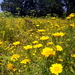 Ganzenbloem 03 (Gele -)