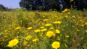 Ganzenbloem 03 (Gele -)