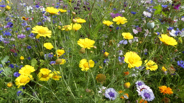 Ganzenbloem 04 (Gekroonde -)