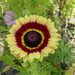 Ganzenbloem 05 (Bonte -)