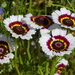 Ganzenbloem 06 (Bonte -)