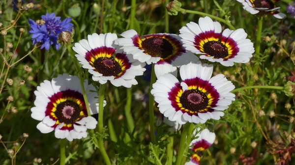 Ganzenbloem 06 (Bonte -)