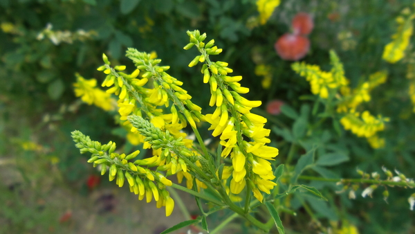 Honingklaver 01(Citroengele -)