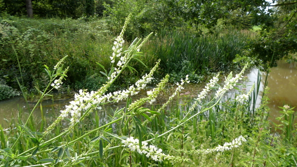 Honingklaver 04 (Witte -)