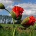 Klaproos (Grote -) 01