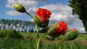 Klaproos (Grote -) 01