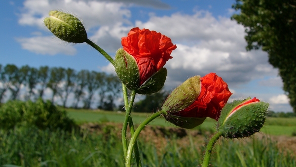 Klaproos (Grote -) 01