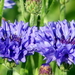 Korenbloem 02