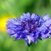 Korenbloem 01
