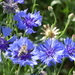 Korenbloem 03