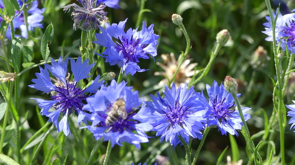 Korenbloem 03