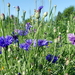 Korenbloem 04