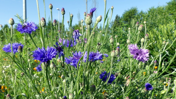 Korenbloem 04