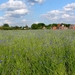 Korenbloem 05