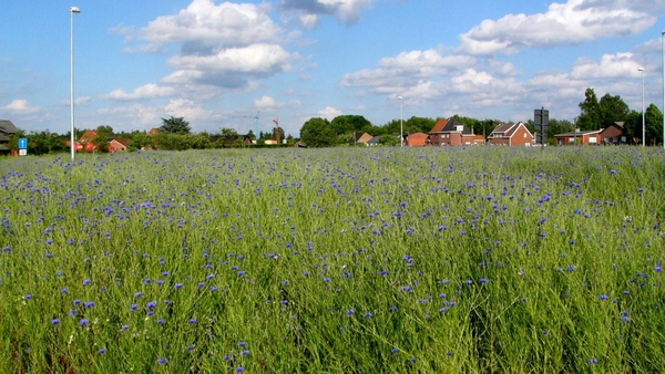 Korenbloem 05