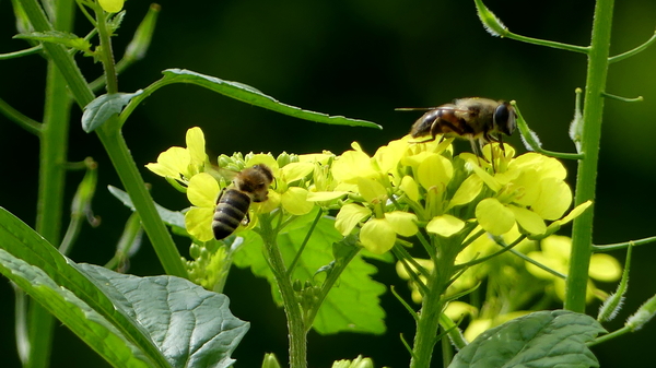 Mosterd (Witte -) 02