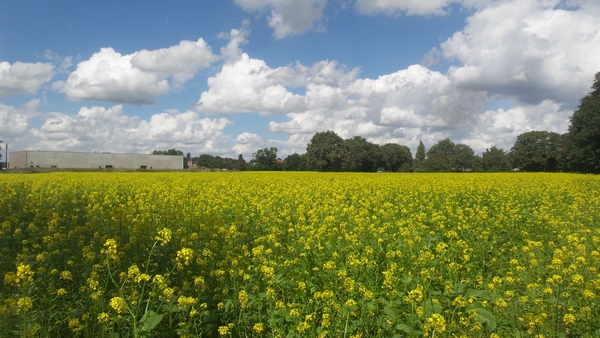 Mosterd (Witte -) 05