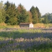 Phacelia 01