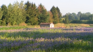 Phacelia 01