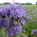 Phacelia 02